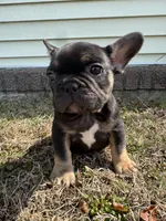 Venus, a female French Bulldog for sale in Sayreville, NJ – Photo 4 of 10