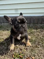 Venus, a female French Bulldog for sale in Sayreville, NJ – Photo 9 of 10