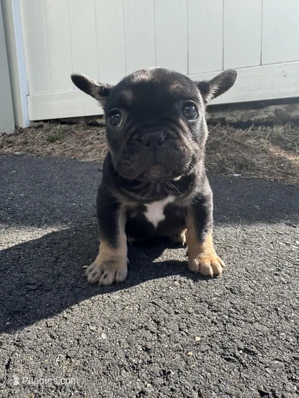 Venus – French Bulldog puppy for sale in Sayreville, NJ