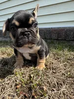 Carl, a male French Bulldog for sale in Sayreville, NJ – Photo 6 of 10