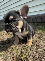 Carl, a male French Bulldog for sale in Sayreville, NJ – Photo 9 of 10