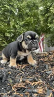 Carl, a male French Bulldog for sale in Sayreville, NJ – Photo 4 of 4