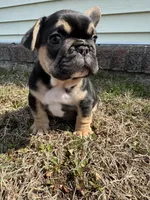 Carl, a male French Bulldog for sale in Sayreville, NJ – Photo 5 of 10