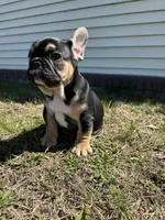 Carl, a male French Bulldog for sale in Sayreville, NJ – Photo 8 of 10