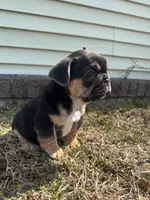 Carl, a male French Bulldog for sale in Sayreville, NJ – Photo 7 of 10