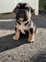 Carl, a male French Bulldog for sale in Sayreville, NJ – Photo 3 of 4