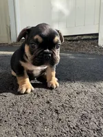 Carl, a male French Bulldog for sale in Sayreville, NJ – Photo 2 of 4