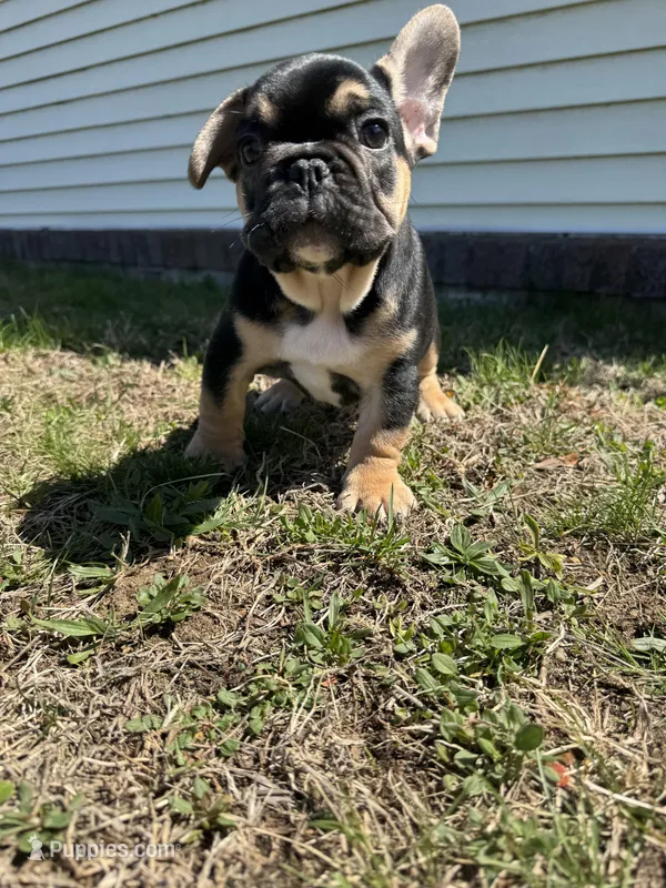 Carl – French Bulldog puppy for sale in Sayreville, NJ