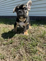 Carl, a male French Bulldog for sale in Sayreville, NJ – Photo 1 of 10