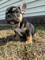 Carl, a male French Bulldog for sale in Sayreville, NJ – Photo 3 of 10