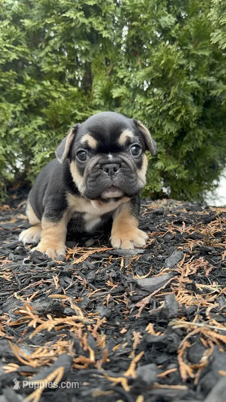 Carl – French Bulldog puppy for sale in Sayreville, NJ