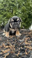 Carl, a male French Bulldog for sale in Sayreville, NJ – Photo 1 of 4