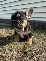 Carl, a male French Bulldog for sale in Sayreville, NJ – Photo 2 of 10