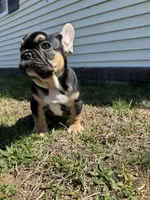 Carl, a male French Bulldog for sale in Sayreville, NJ – Photo 10 of 10