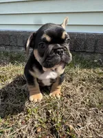 Carl, a male French Bulldog for sale in Sayreville, NJ – Photo 4 of 10
