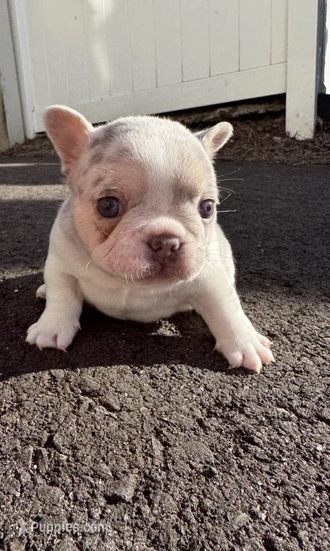 Angel – French Bulldog puppy for sale in Sayreville, NJ