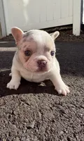Angel, a male French Bulldog for sale in Sayreville, NJ – Photo 1 of 2