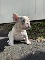 Angel, a male French Bulldog for sale in Sayreville, NJ – Photo 3 of 8