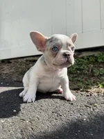 Angel, a male French Bulldog for sale in Sayreville, NJ – Photo 5 of 8