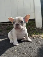 Angel, a male French Bulldog for sale in Sayreville, NJ – Photo 8 of 8