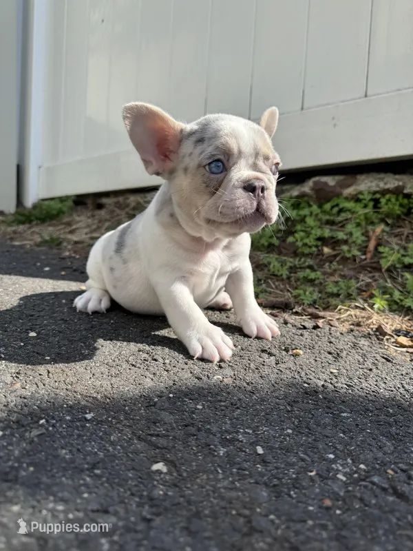 Angel, a male French Bulldog for sale in Sayreville, NJ – Photo 1 of 8