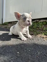 Angel, a male French Bulldog for sale in Sayreville, NJ – Photo 1 of 8