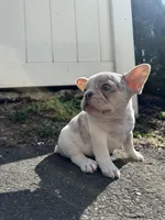 Angel, a male French Bulldog for sale in Sayreville, NJ – Photo 4 of 8