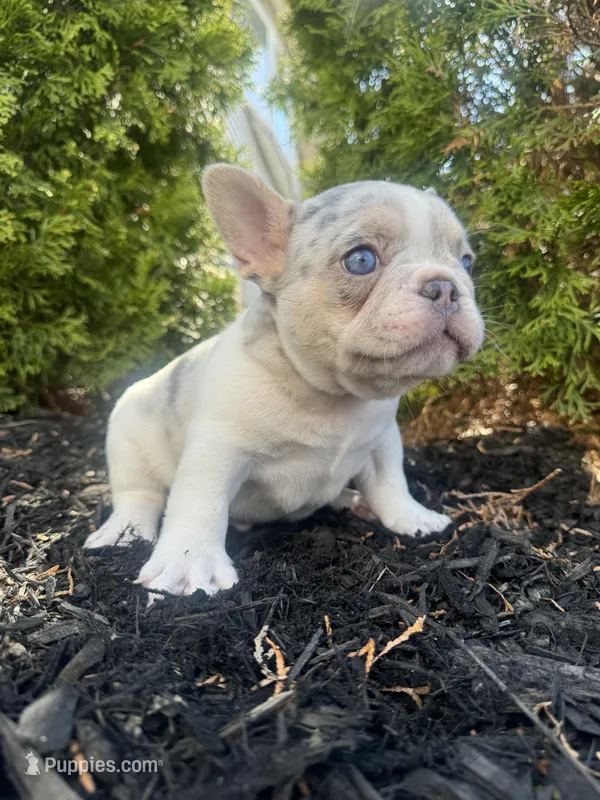 Angel – French Bulldog puppy for sale in Sayreville, NJ