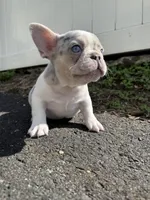 Angel, a male French Bulldog for sale in Sayreville, NJ – Photo 7 of 8