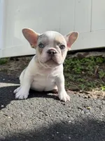 Angel, a male French Bulldog for sale in Sayreville, NJ – Photo 6 of 8