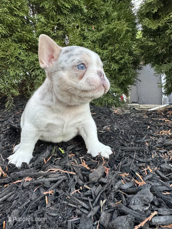 Angel – French Bulldog puppy for sale in Sayreville, NJ