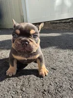 Grizzly, a male French Bulldog for sale in Sayreville, NJ – Photo 2 of 2