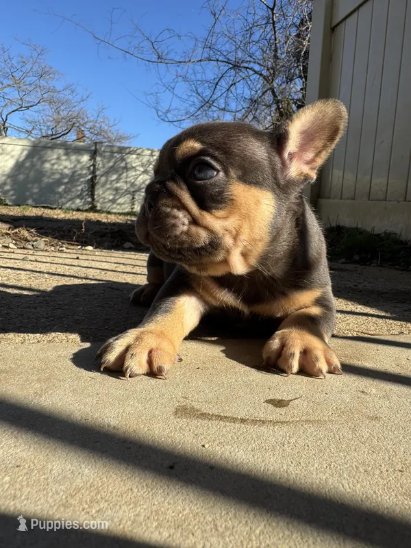 Grizzly – French Bulldog puppy for sale in Sayreville, NJ