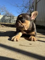 Grizzly, a male French Bulldog for sale in Sayreville, NJ – Photo 1 of 2