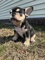 Mike, a male French Bulldog for sale in Sayreville, NJ – Photo 4 of 10