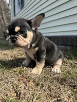 Mike, a male French Bulldog for sale in Sayreville, NJ – Photo 7 of 10