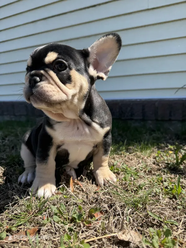 Mike – French Bulldog puppy for sale in Sayreville, NJ