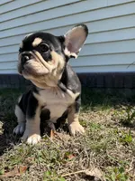 Mike, a male French Bulldog for sale in Sayreville, NJ – Photo 1 of 10