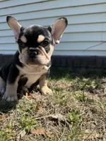 Mike, a male French Bulldog for sale in Sayreville, NJ – Photo 9 of 10