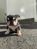 Mike, a male French Bulldog for sale in Sayreville, NJ – Photo 2 of 2