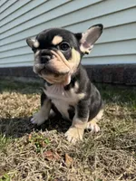 Mike, a male French Bulldog for sale in Sayreville, NJ – Photo 2 of 10