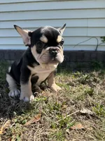 Mike, a male French Bulldog for sale in Sayreville, NJ – Photo 10 of 10