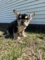 Mike, a male French Bulldog for sale in Sayreville, NJ – Photo 8 of 10
