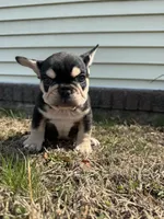 Mike, a male French Bulldog for sale in Sayreville, NJ – Photo 3 of 10