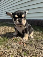 Mike, a male French Bulldog for sale in Sayreville, NJ – Photo 6 of 10