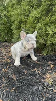 Prada, a female French Bulldog for sale in Sayreville, NJ – Photo 4 of 4