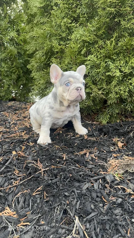 Prada – French Bulldog puppy for sale in Sayreville, NJ