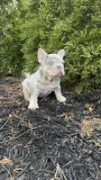 Prada, a female French Bulldog for sale in Sayreville, NJ – Photo 1 of 4