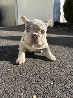 Prada, a female French Bulldog for sale in Sayreville, NJ – Photo 3 of 4