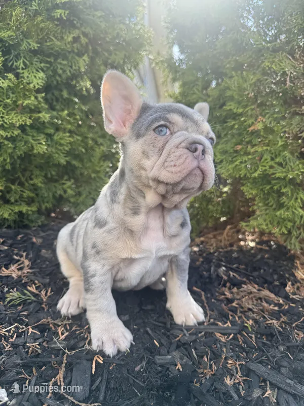 Prada – French Bulldog puppy for sale in Sayreville, NJ